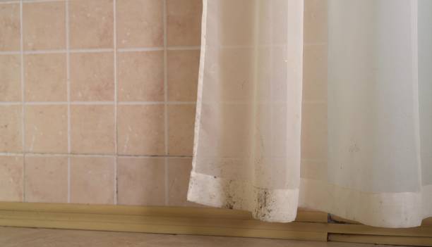 Best Basement Mold Removal  in Bloomfield Hills, MI